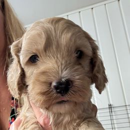 Bridget B1 - Golden male Cockapoo puppy in Haines City, Florida from Camic Cockapoos