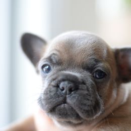 French Bulldog and Goldendoodle Puppies from Fox Run Farm