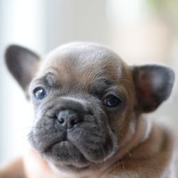 French Bulldog and Goldendoodle Puppies from Fox Run Farm