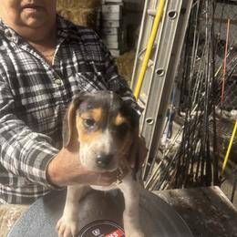 Boy 1 - White black and tan male Beagle puppy in Martinton, Illinois from Iroquois River Beagles