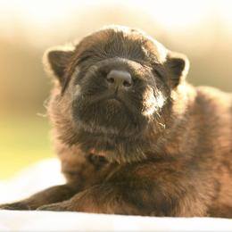 Girl 2 - female German Shepherd puppy in Canton, Texas from WILDWOOD GERMAN SHEPHERDS
