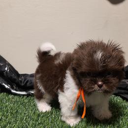 Boy Three - Liver and white male Shih Tzu puppy in New Bern, North Carolina from Kuddly Creatures