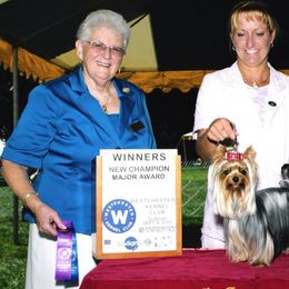 Yorkshire Terrier All Grown Up from Sherlyn Kennels