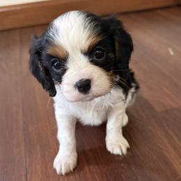 Girl 3 - female Cavalier King Charles Spaniel puppy in Solon, Ohio from Rosie’s Pups