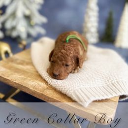 Green Collar Boy - Red  male Poodle puppy in Charlotte, North Carolina from Bruno & Co. Puppies