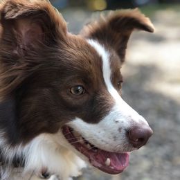 Kate - Border Collie