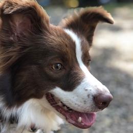 Kate - Border Collie