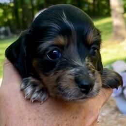 Raven - Dapple female Dachshund puppy in High Hill, Missouri from High Hill Hounds