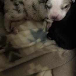 Australian Shepherd, Miniature American Shepherd, Miniature Australian Shepherd, and Toy Australian Shepherd Puppies from HP Aussie Kennels