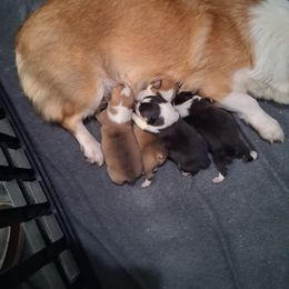 Pembroke Welsh Corgi puppies from Battlefield Kennels