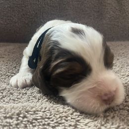 English Springer Spaniel Puppies from Picky’s Puppies