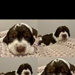 Boy 5 - English Springer Spaniel puppy in Sumter, South Carolina from Small Batch Spaniels