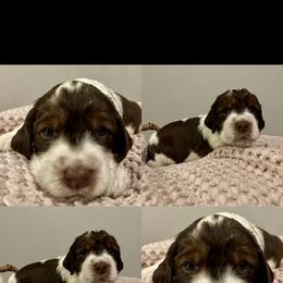 Boy 5 - English Springer Spaniel puppy in Sumter, South Carolina from Small Batch Spaniels