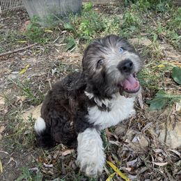 Charlie - The Biggest Love - Black phantom male Aussiedoodle puppy in Burkesville, Kentucky from Bline’s Awesome Aussies & Doxies at the Bline Family Farm
