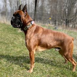Damon - Boxer