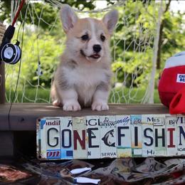 Bijou - Red female Pembroke Welsh Corgi puppy in Pollock, Missouri from Northstar