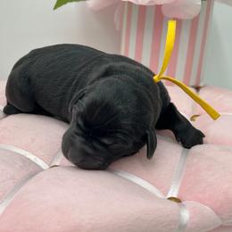 Yellow - Black female Labrador Retriever puppy in Heath Springs, South Carolina from Rich Hill Retrievers