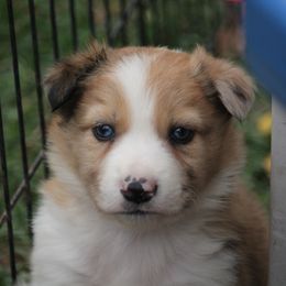 Border Collie, English Setter, and Miniature American Shepherd Puppies from First Harmony Farms