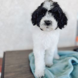 Aussiedoodle and Bernedoodle Puppies from High Desert Doodles