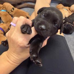 Ella Purple Collar - Black female Labrador Retriever puppy in Elloree, South Carolina from Moonlight Kennels LLC