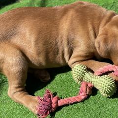 Dogues de Bordeaux and French Bulldogs from Kindly kain