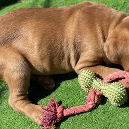 Dogues de Bordeaux and French Bulldogs from Kindly kain