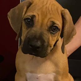 Rhodesian Ridgebacks from Elizabeth Lane's Rhodesian Ridgebacks