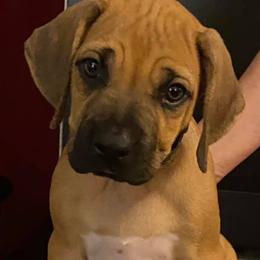 Rhodesian Ridgebacks from Elizabeth Lane's Rhodesian Ridgebacks