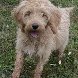 Lexus - Apricot female Irish Doodle puppy in Home, Pennsylvania from Plum Creek Acres Next Generation