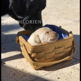 "Mother’s Love ❤️ " Labrador Retriever Puppies from Lothlorien Labradors