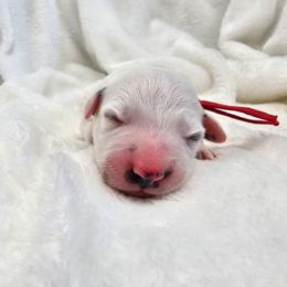Red - White and black male Dalmatian puppy in Gray, Georgia from Fuller Spots