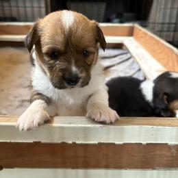 Girl 3 - Red female Pembroke Welsh Corgi puppy in Mountain View, Hawaii from Celtic Corgis