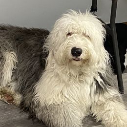 Paddington - Old English Sheepdog