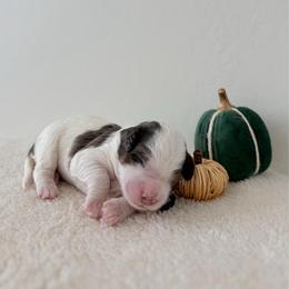 Pirate - Merle male Bernedoodle puppy in Apache Junction, Arizona from Coffey House Doodles