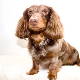 Moose - Dachshund