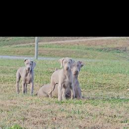 Weimaraner Puppies from So-IN Weimaraner's