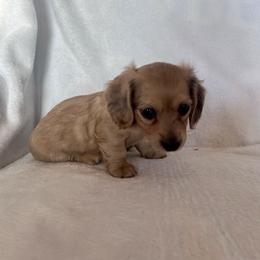 Miss Purple collar - Cream female Dachshund puppy in Willow Springs, Missouri from Krazy Acre Farm