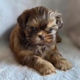 Martha May - Liver female Shih Tzu puppy in Jenks, Oklahoma from Northstar Shih Tzu