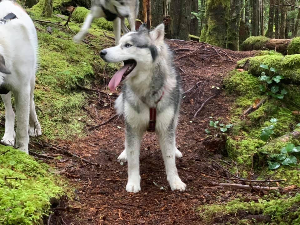 Bed and Barkfest in Washington Siberian Husky puppies Good Dog