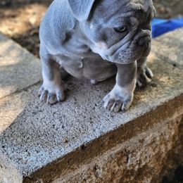 French Bulldog Puppies from ANE French Bulldogs