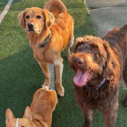 Dachshund, Labradoodle, and Labrador Retriever All Grown Up from Muddy Bay Kennels