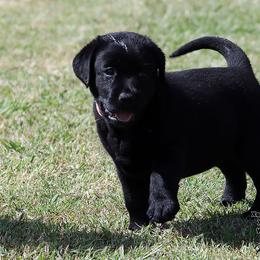 Girl 4 - female Labrador Retriever puppy in Point, Texas from Lakylu Kennels