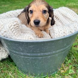 Sprout - Cream male Dachshund puppy in Crossville, Tennessee from Golden Mini Farm