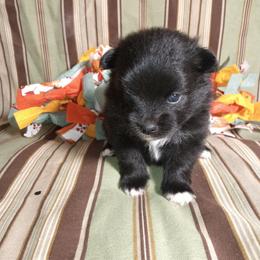 White Sox - Black parti male Pomeranian puppy in Wanette, Oklahoma from Council Creek Cuties