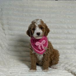 Lexie - Red  female Goldendoodle puppy in Estesburg, Kentucky from Wet Goldendoodle Kisses
