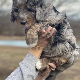 Bernedoodle Puppies from Backwoods Bernedoodles