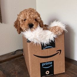 Cavapoo Puppies from Freckles Family Cavapoos