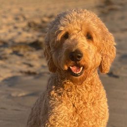 Goldendoodles from Seaside Goldendoodles
