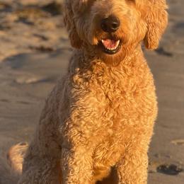 Goldendoodles from Seaside Goldendoodles