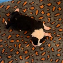 Lilly - Black and white female Border Collie puppy in Lebanon, Oregon from Cahill’s Canines